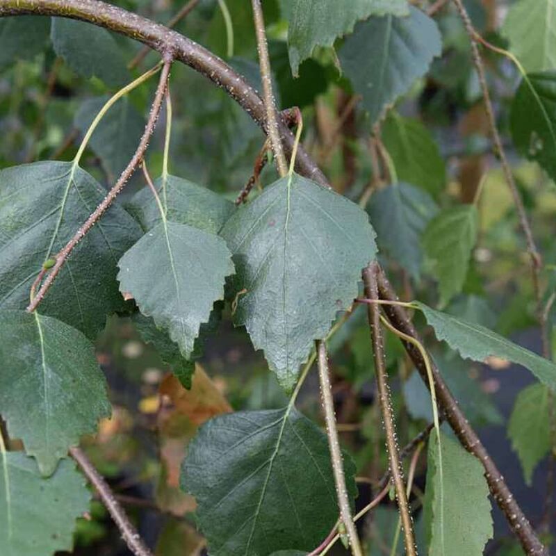 Betula pendula subsp. pendula 'Youngii' 250-300 cm